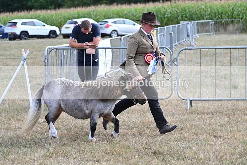 WJ7_8286 - In-hand Championship