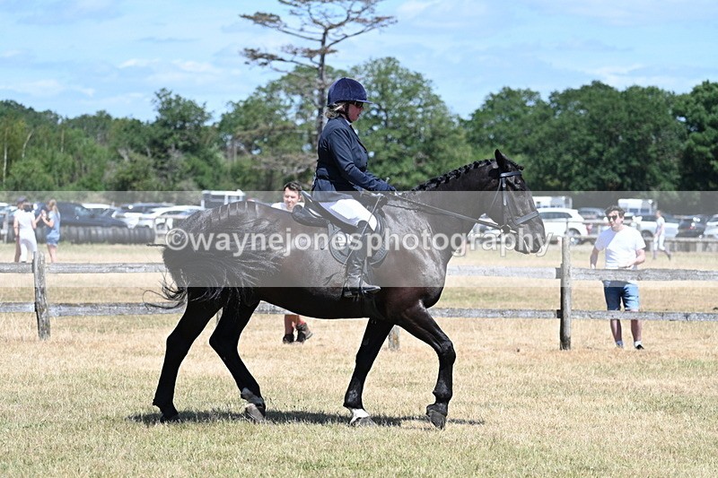 WJ7_2873 - Class 7 Riding Club Show Horse