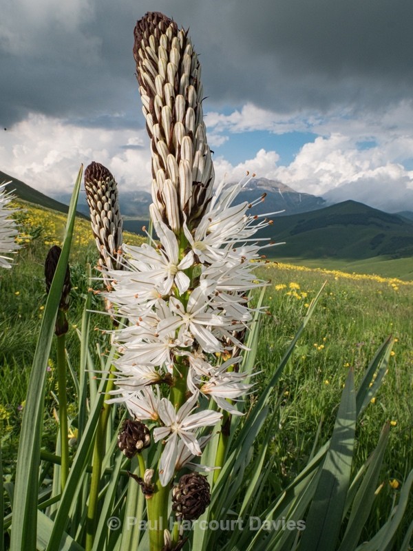 White asphodel (Asphodelus albus) - Flowers in the Landscape - 2