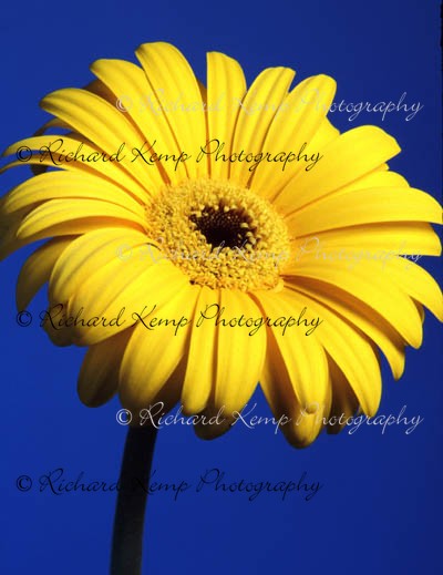 Gerbera 2 - Plants