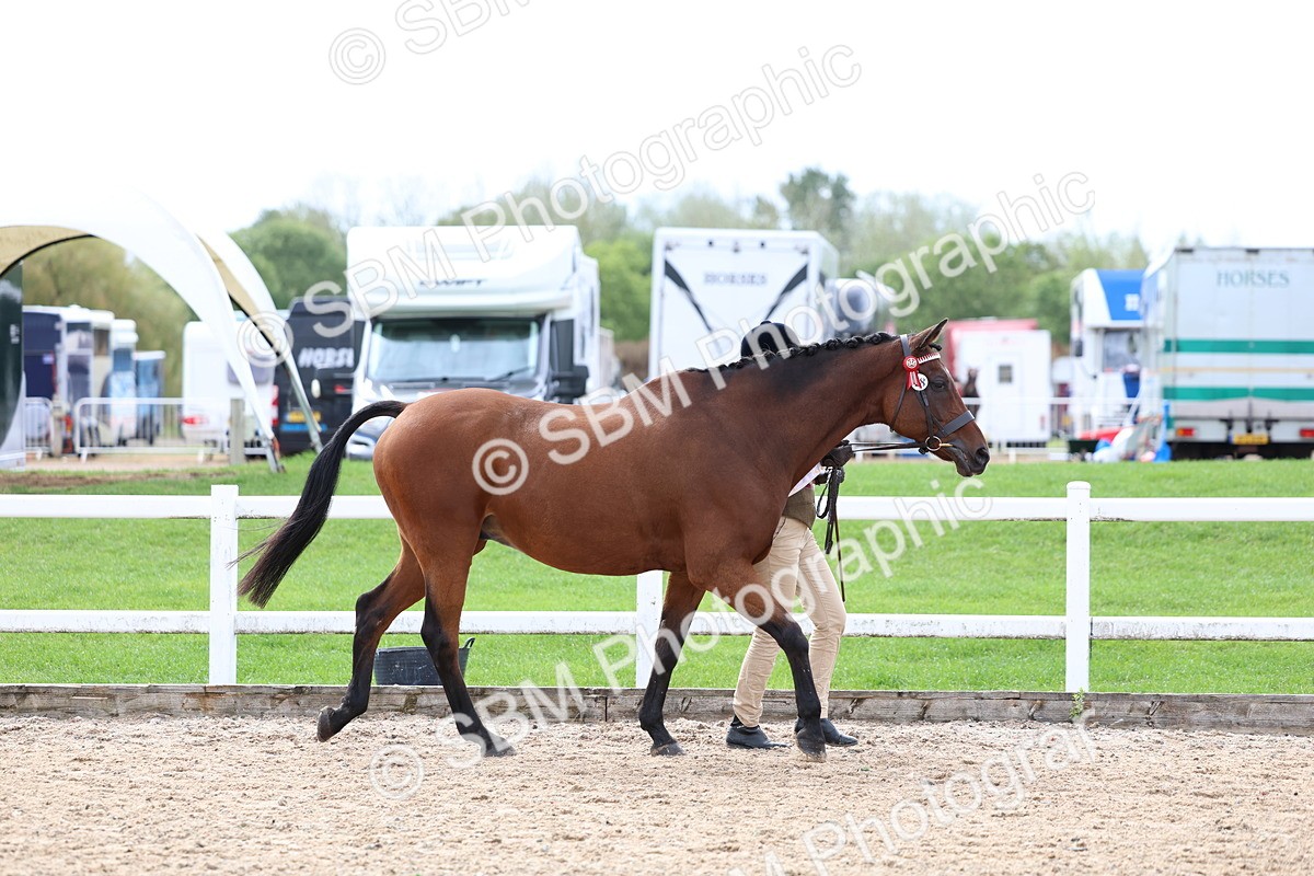 SBM_01832 - Class 18 - Handsomest Gelding - IH or Ridden