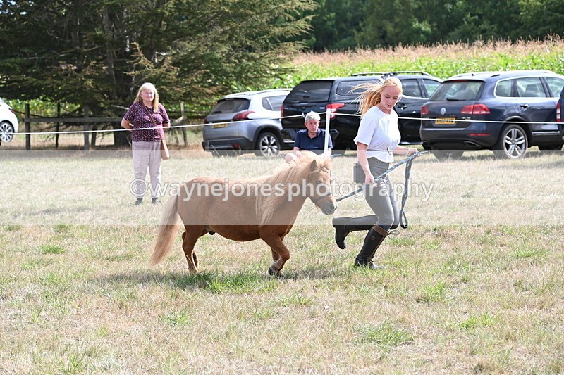 WJ6_6952 - Class 21 Shetland & Mini Horses
