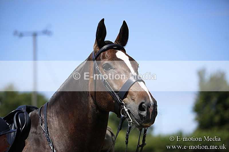 _C7A9968 - BVRC Show 2018 Ring 1