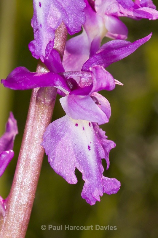  - Orchids - Orchis