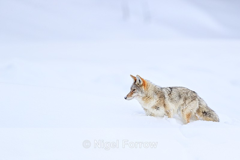 Coyote in deep snow, Hayden Valley, Yellowstone National Park - Coyote