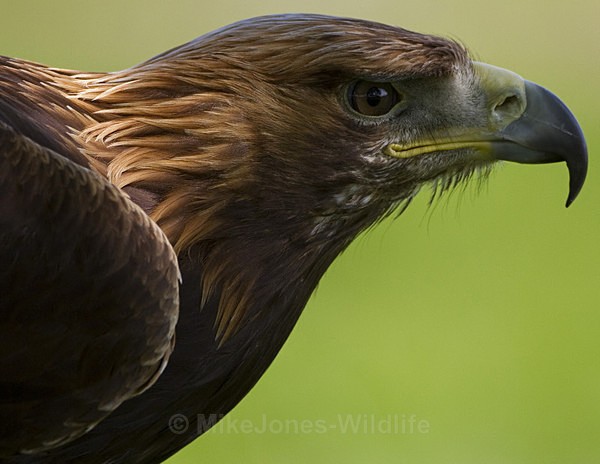 GOLDEN EAGLE - GOLDEN EAGLES