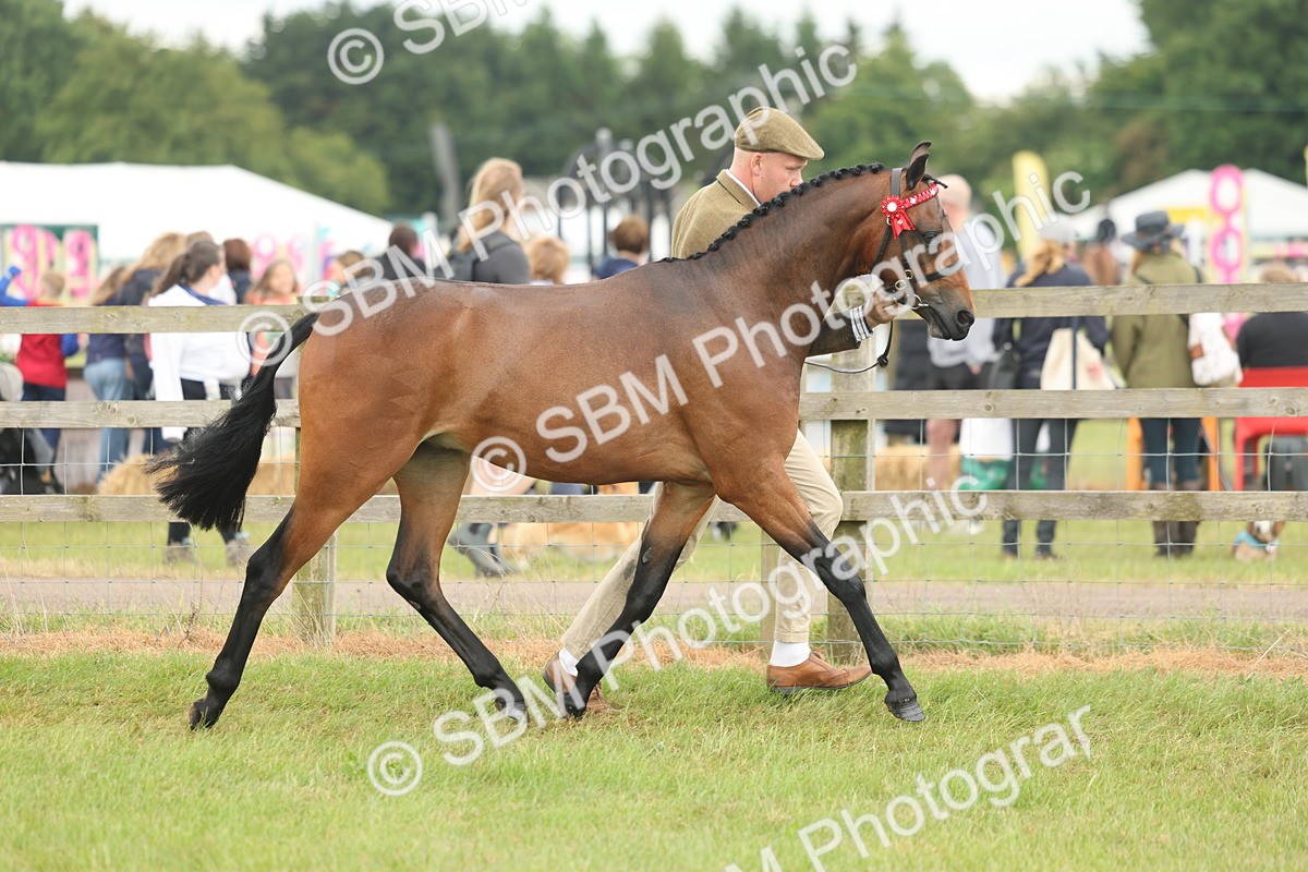 SBM_05453 - Class 68-73 - Riding Pony Breeding