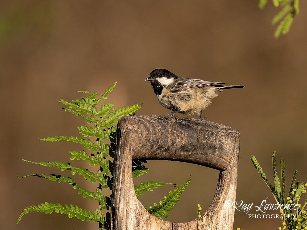 Woodland Birds_RLP188012 - Natural World