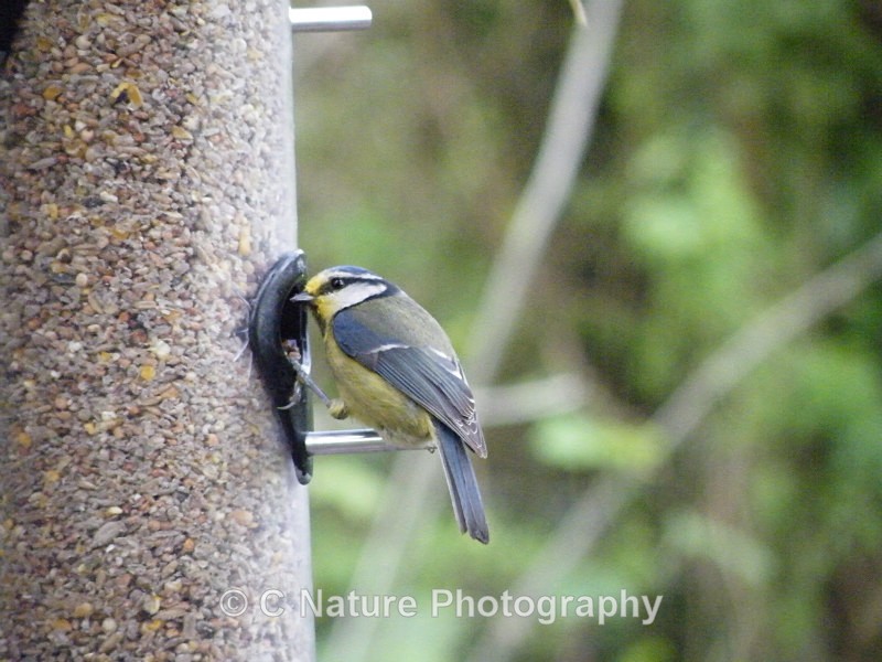 Blue Tit - Birds