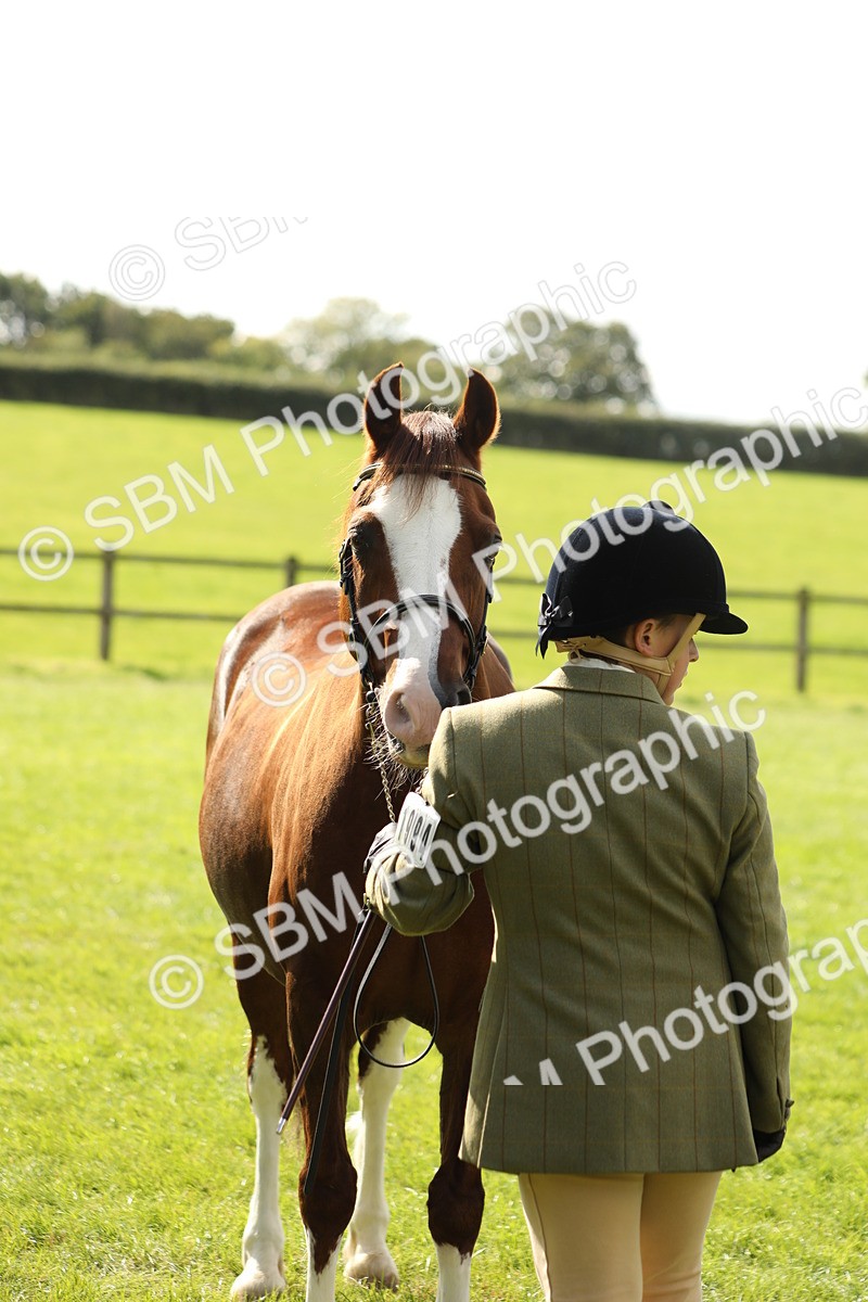 SBM_65510 - S47 - Mountain & Moorland In Hand Large Breeds