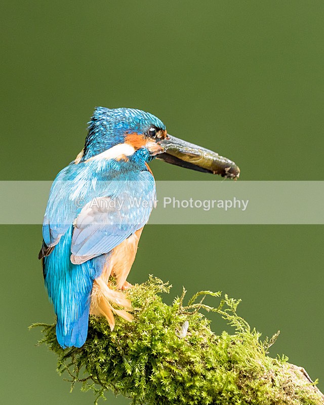 20150717-8E0A0097 - Kingfisher