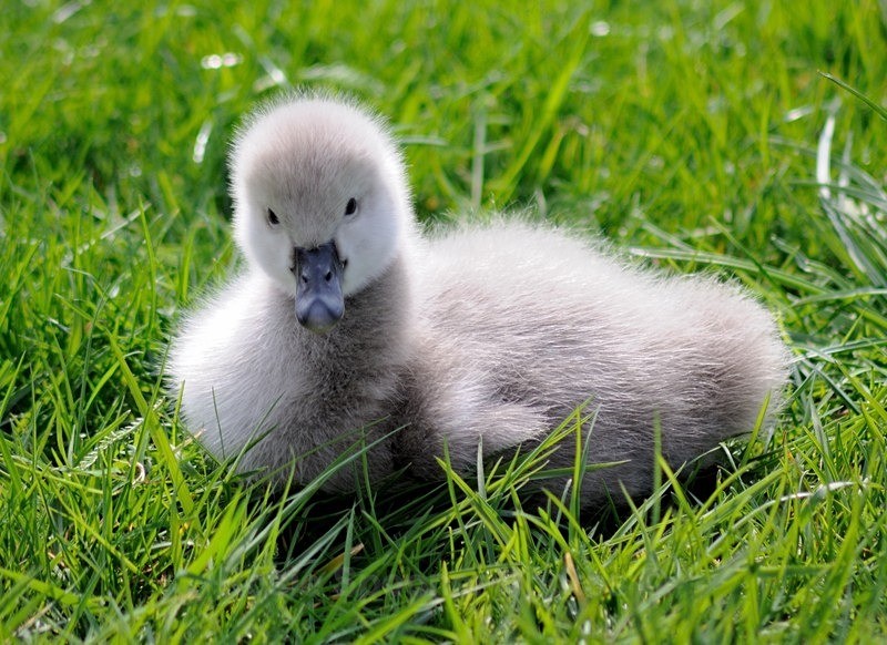 Week old Black Swan cygnet at Dawlish in South Devon - Dawlish (mainly black swans)