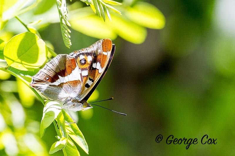 purple emperor pyrenees