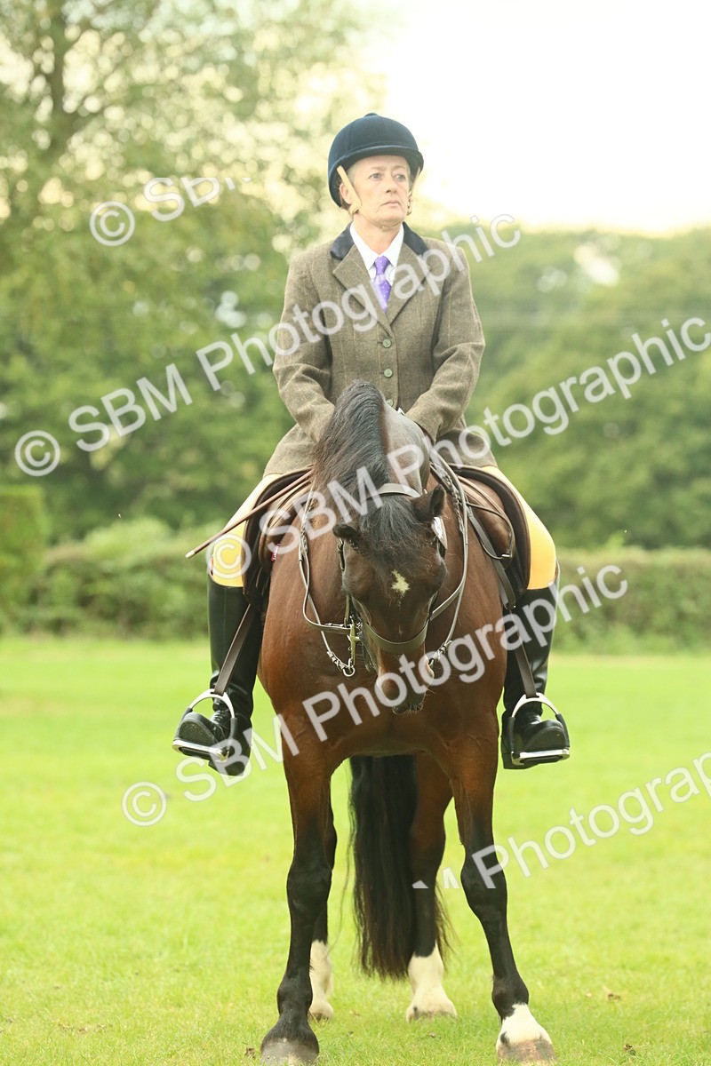 SBM_72198 - S60 - Mountain & Moorland Ridden Large Breeds