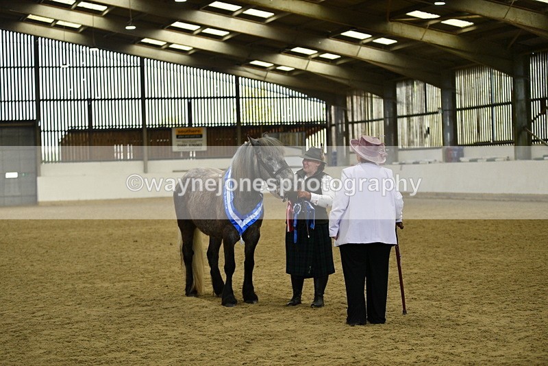WJ5_5757 - Morning in hand Championship