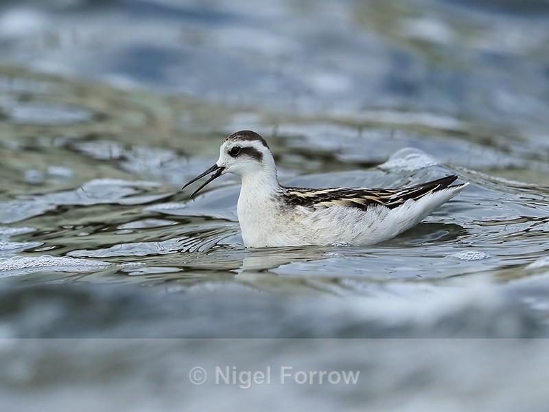 Juvenile Red-necked Phalarope, Farmoor Reservoir - Red-necked Phalarope