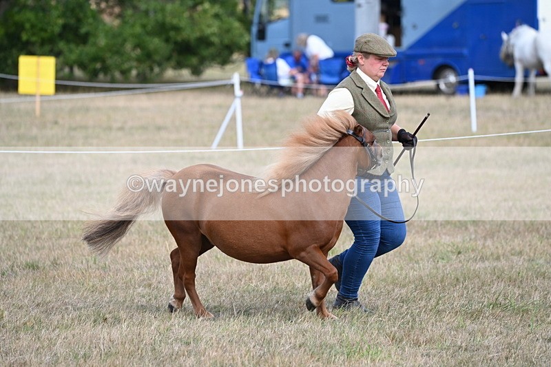 WJ6_6867 - Class 21 Shetland & Mini Horses