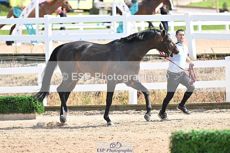 240717A-153622-02908 - Trot Up 3pm to 4pm