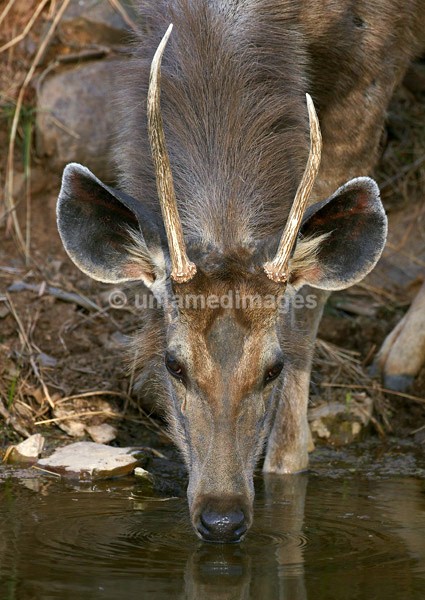 Sambar deer - drinking 2 - India