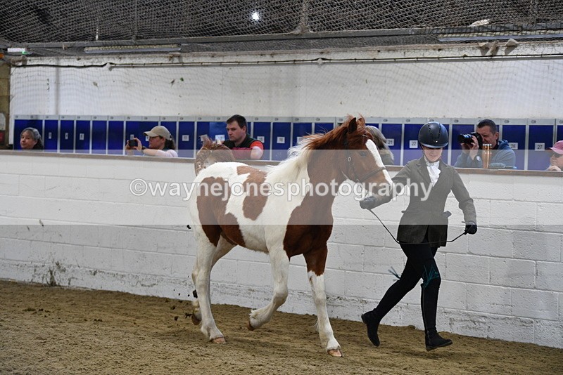 WJ5_3427 - Class 1 Youngstock