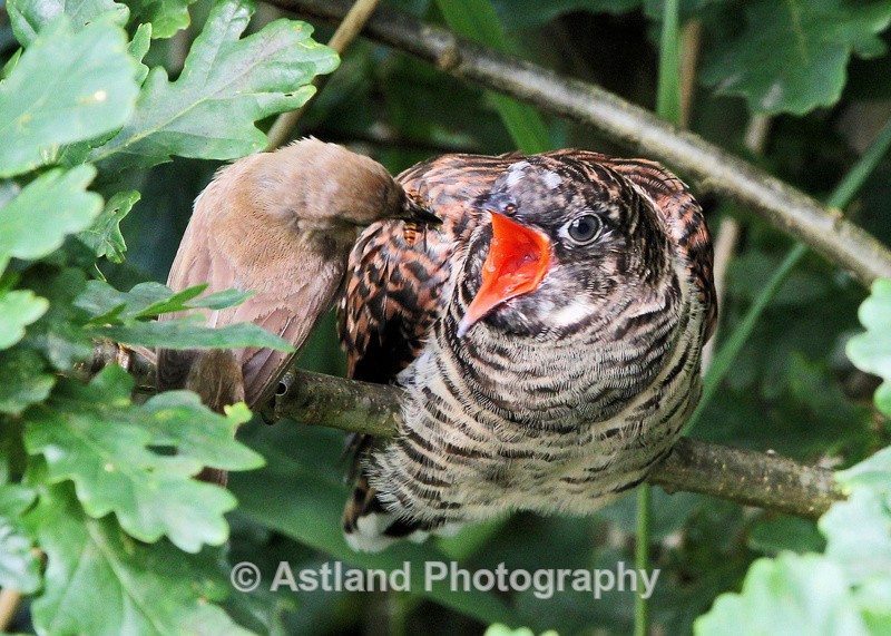Astland Photography, Bird and Wildlife Images, Susan and Peter Wilson, U.K.