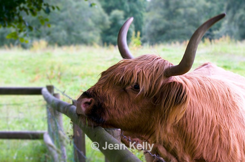 Highland Cow - 9967 - Cattle