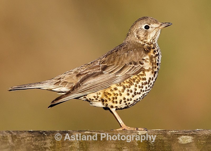Astland Photography, Bird and Wildlife Images, Susan and Peter Wilson, U.K