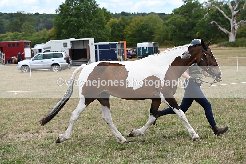 WJ6_5304 - Class 18 In-hand Coloured