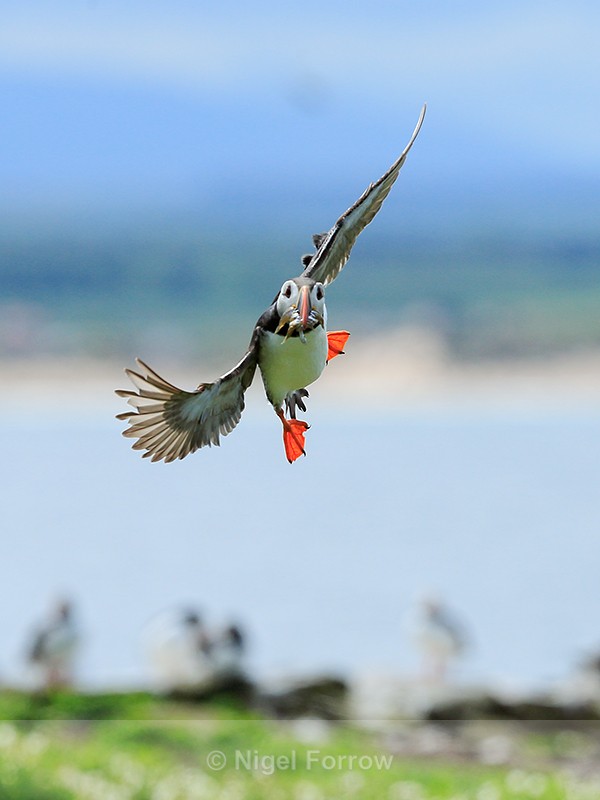 Atlantic Puffin manoeuvring in flight, Farne Islands - Puffin