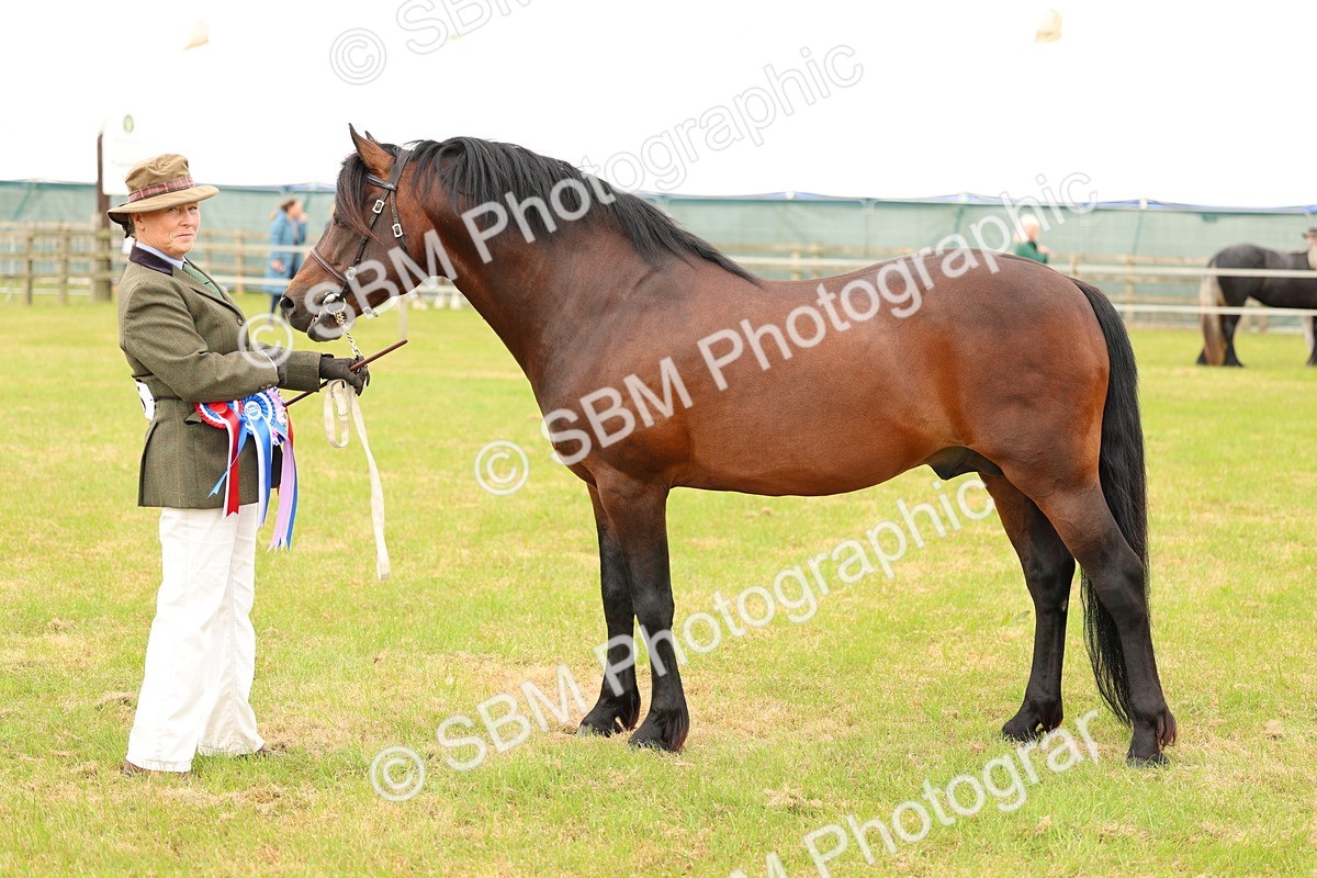 SBM_03584 - Class 58-67 - M&M Non Welsh Pony In hand