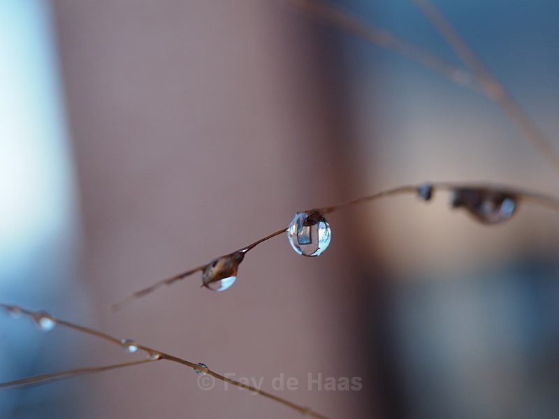 P1300035 - Winter's Sparkle