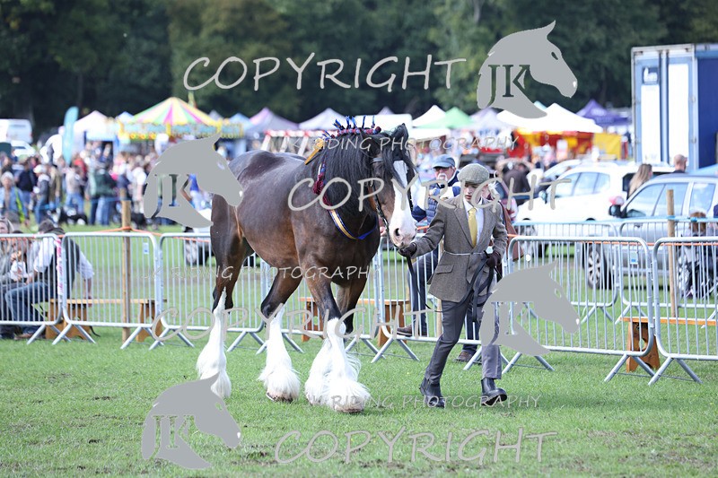 APP_3447 - Class 6 Young Handlers