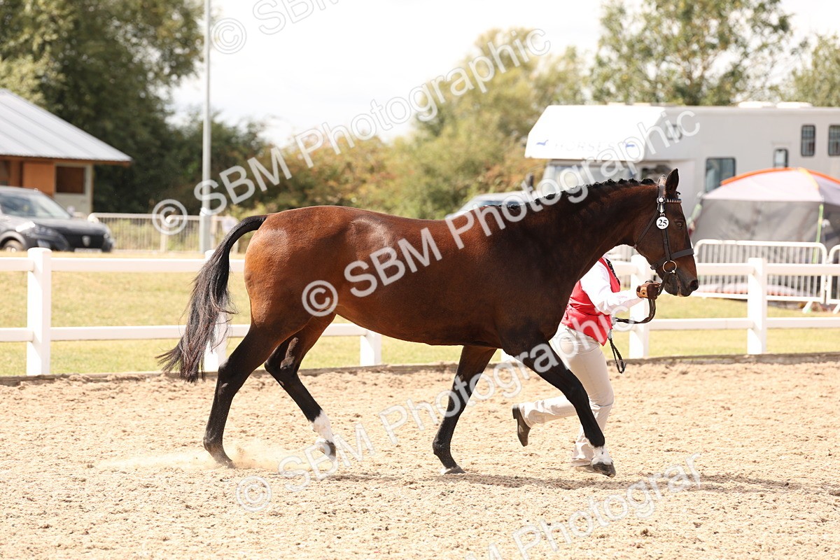 SBM_15366 - Class 210- IH Show Horse