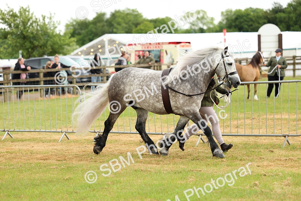 SBM_00464 - Class 58-67 - M&M Non Welsh Pony In hand