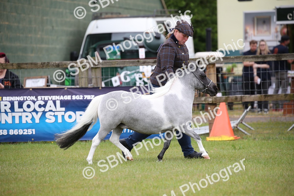 SBM_03899 - Class 23-25 - British Miniature Horse of the Year