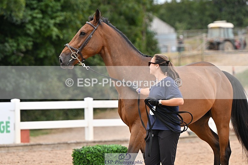 250716-160245-02361 - Trot Up 3.30 to 4.30
