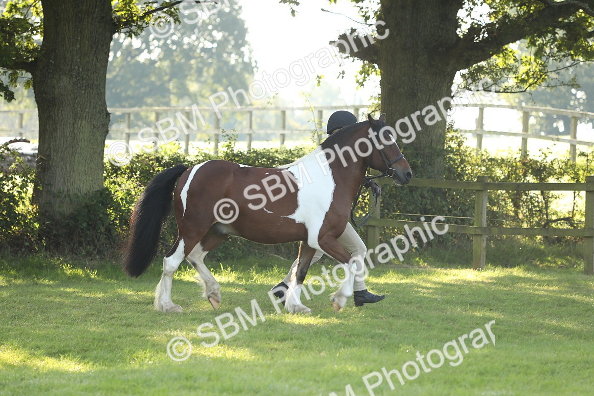 SBM_60840 - S43 - Coloured Pony In Hand