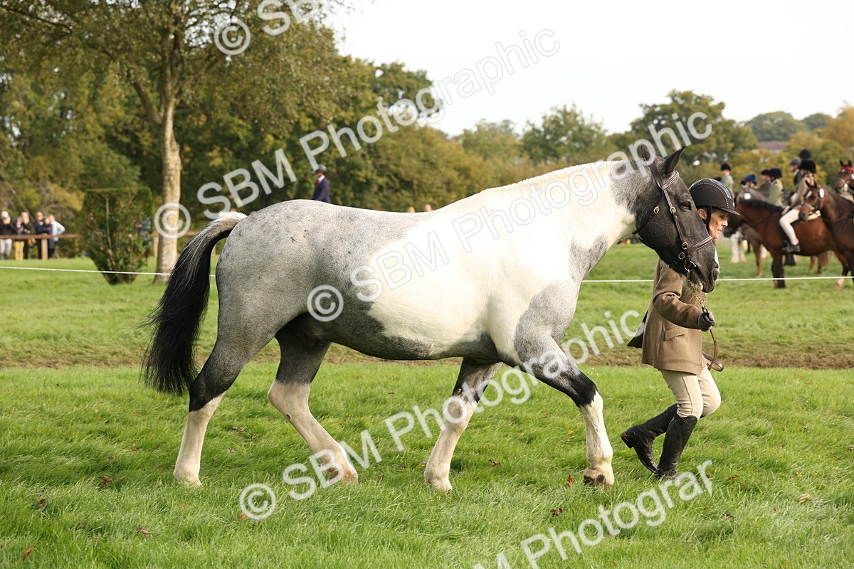 SBM_56785 - S54 - Piebald & Skewbald Horse In Hand