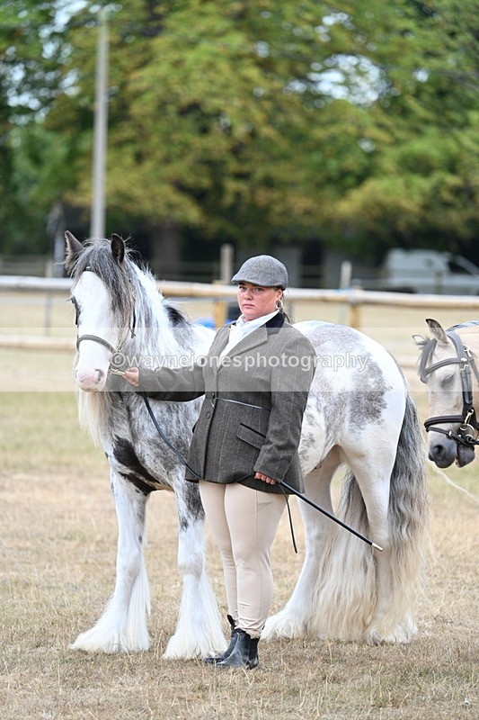 WJ7_9505 - Class 5 Most Handsome Gelding (up to 14.2hh)