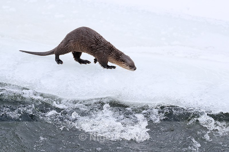 Yellowstone River Otter walking, Wyoming, USA - Otter