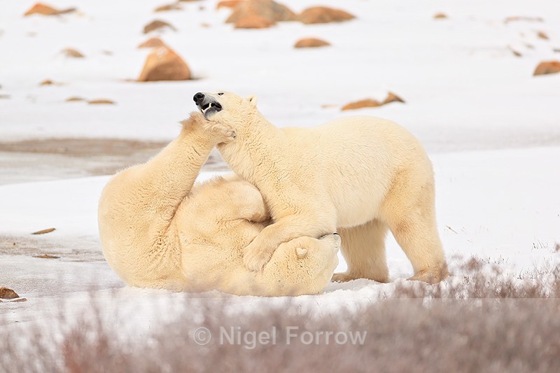 Polar Bear kicked in chin during fight, Churchill, Canada - Polar Bear