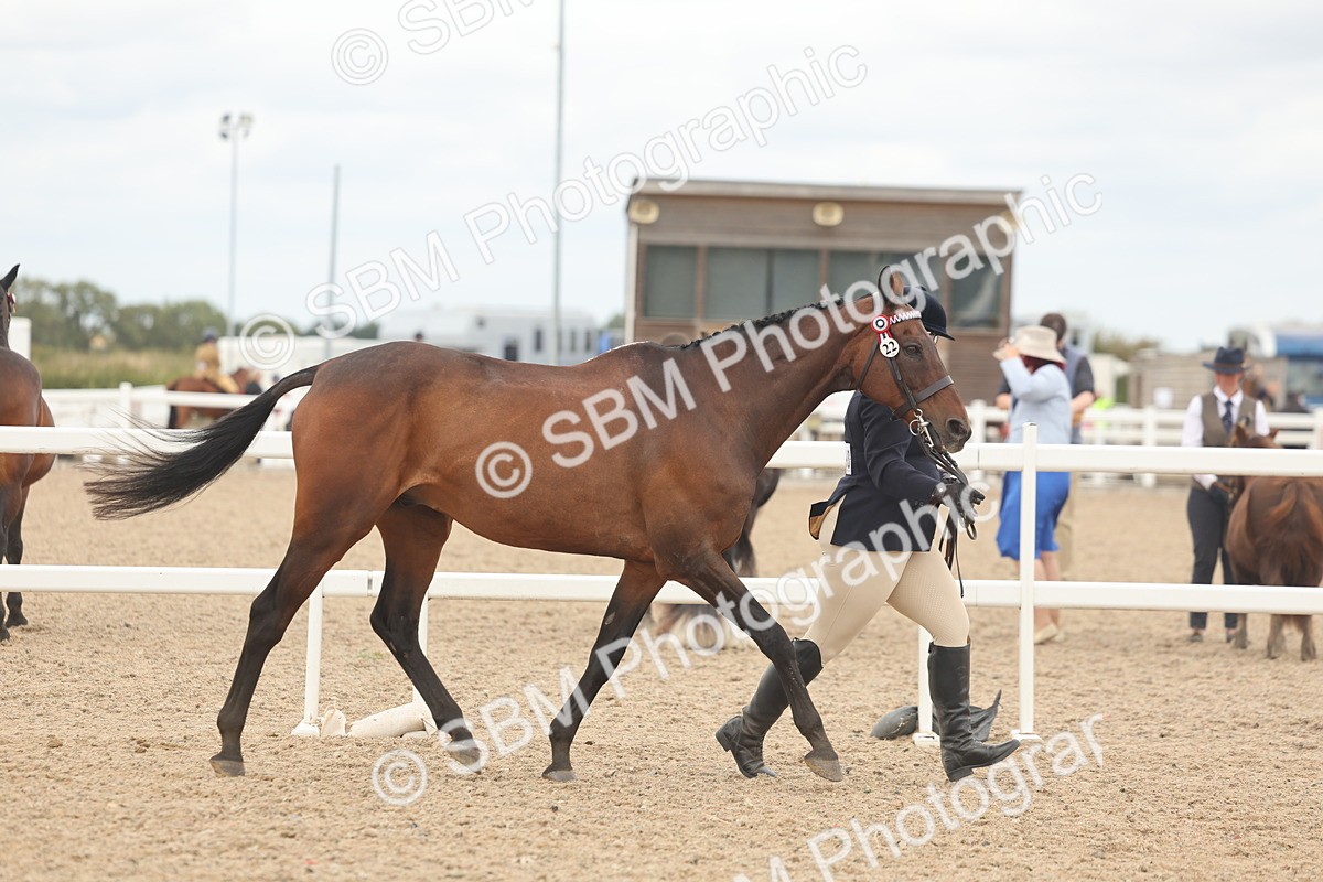 SBM_17065 - Class 313 - IH Retired Racehorse