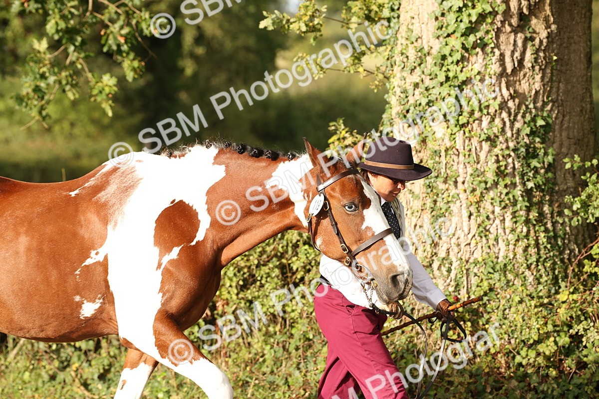 SBM_56771 - S54 - Piebald & Skewbald Horse In Hand
