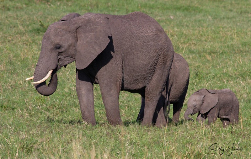 Masai Mara Elephants 9