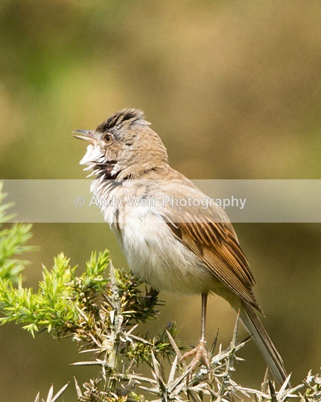 20110611-IMG_5680 - Whitethroat