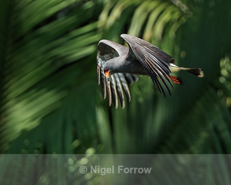 Snail Kite (adult male) hunting, Panama - Snail Kite