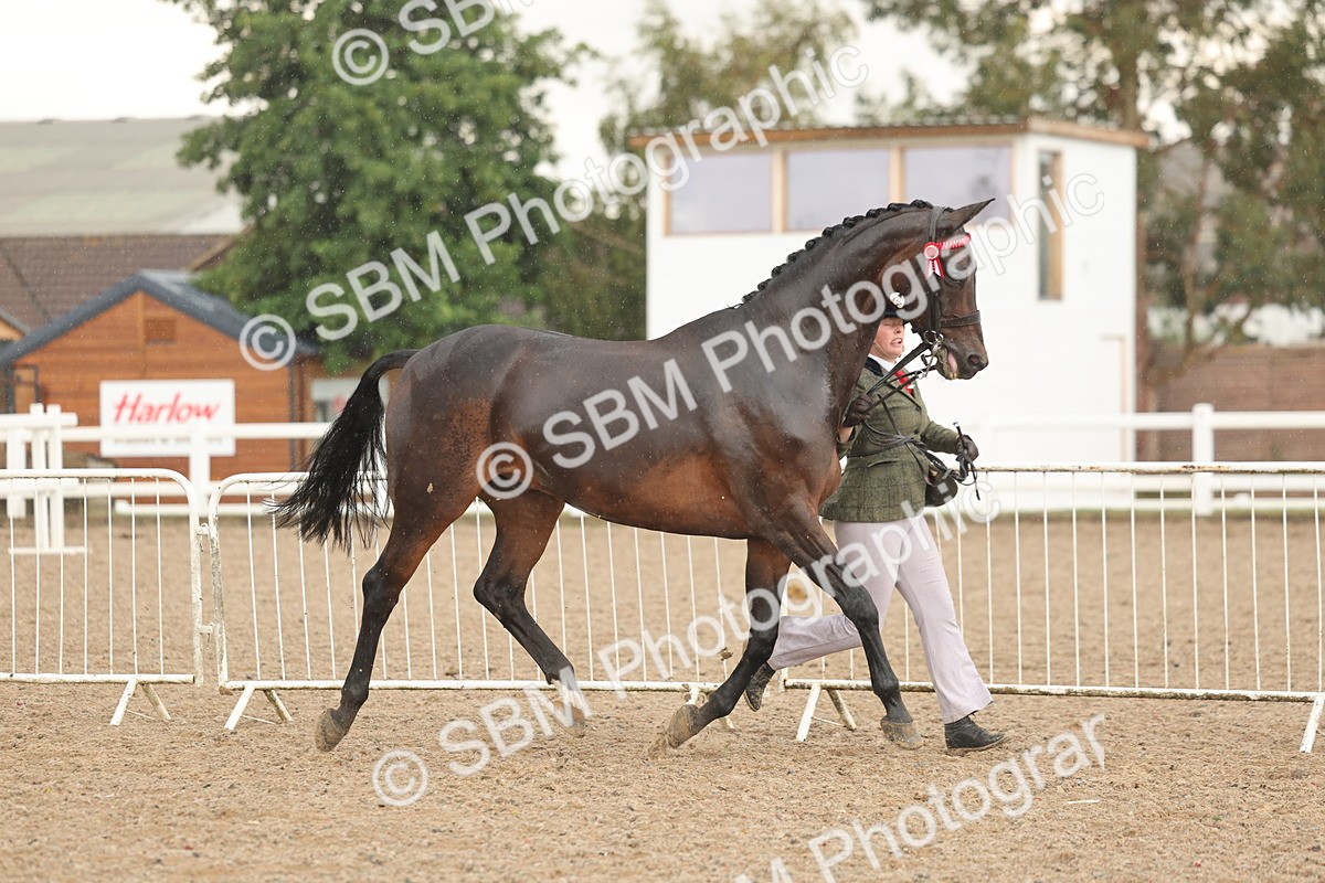 SBM_07727 - Class 27 - IH Competition Horse/Pony