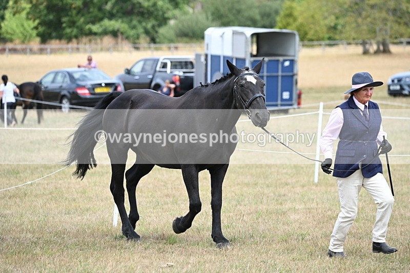 WJ6_5971 - Class 19 In-hand Veterans (Uploaded correct folder)