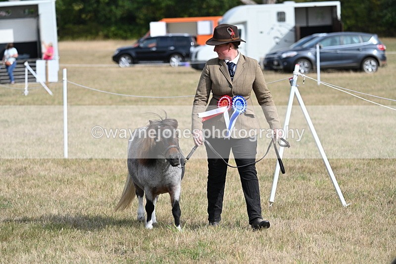 WJ7_8036 - In-hand Championship