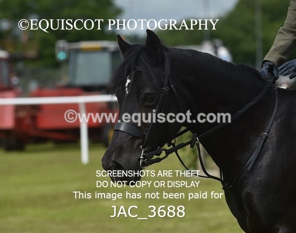 JAC_3688 - 75CM WORKING HUNTER